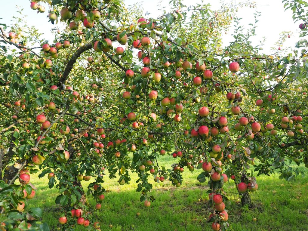 An apple tree loaded with fruit
